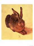 Hare, 1502 Giclee Print by Albrecht Dürer