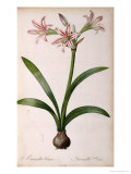 Amaryllis Vittata, from Les Liliacees Amaryllisees Giclee Print by Pierre-Joseph Redouté