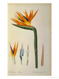 Strelitzia Reginae, from "Les Strelitziacees" Giclee Print by Pierre-Joseph Redouté