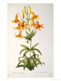 Lilium Penduliflorum, from Les Liliacees, 1811 Giclée-Druck von Pierre-Joseph Redouté