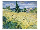 Landscape with Green Corn, 1889 (Oil on Canvas) Giclee Print by Vincent van Gogh