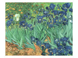 Irises, 1889 Giclee Print by Vincent van Gogh