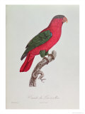 Parrot: Lory or Collared Giclee Print by Jacques Barraband