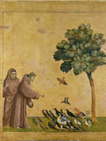 St. Francis of Assisi Preaching to the Birds Giclée-tryk af Giotto di Bondone
