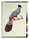 Great Touraco Giclee Print by Jacques Barraband