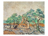 The Olive Grove, 1889 (Oil on Canvas) Giclee Print by Vincent van Gogh