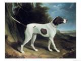 Portrait of a Liver and White Pointer Giclee Print by George Garrard