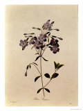 Phlox Reptans Giclee Print by Pierre-Joseph Redouté