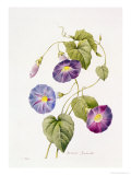 Ipomoea Violacea (Morning Glory) Reproduction procédé giclée par Pierre-Joseph Redouté
