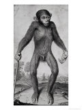Chimpanzee, 1699 reproduction procédé giclée par Michael van der Gucht