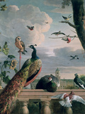 Palace of Amsterdam with Exotic Birds reproduction procédé giclée par Melchior de Hondecoeter