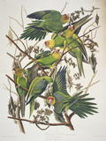 Carolina Parakeet, from "Birds of America," 1829 reproduction procédé giclée par John James Audubon