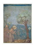 St. Francis Preaching to the Birds, 1297-99 Giclee Print by Giotto di Bondone 