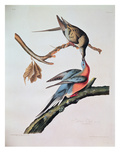 Passenger Pigeon, from 'Birds of America' Reproduction procédé giclée par John James Audubon