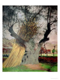 The Old Olive Tree, 1922 reproduction procédé giclée par Félix Vallotton