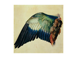 Wing of a Blue Roller, 1512 Giclée-Druck von Albrecht Dürer
