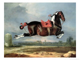 The Piebald Horse "Cehero" Rearing Giclee Print by Johann Georg de Hamilton