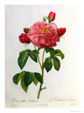 Rosa Gallica Aurelianensis Giclee Print by Pierre-Joseph Redouté