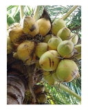 Cocos Photographic Print by Florene 