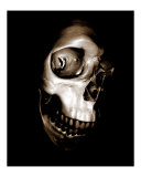 Bone Head Photographic Print by Harveys Photographs