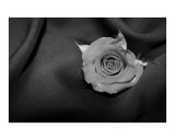 Black and White Wet Rose Photographic Print by Allison Saurino
