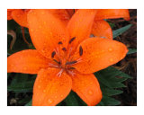 Lirio naranja I Lámina fotográfica por Melodi Claire Lirio naranja I Lámina fotográfica por Melodi Claire