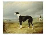 A Black and White Greyhound in an Open Landscape, with Hunters and Huntsmen Beyond Giclee Print by John Barwick