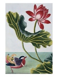 18th Century French Print of Red Water Lily of China II. Giclee Print by Stapleton Collection 