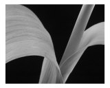Tulpenstiel Fotografie-Druck von Wilson Valentin