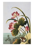 18th Century French Print of Red Water Lily of China Giclee Print by Stapleton Collection 
