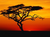 Acacia Tree at Sunset Photographic Print by Jeremy Woodhouse