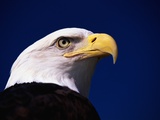 American Bald Eagle Photographic Print by Joseph Sohm