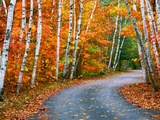 Autumn Trees Lining Country Road Photographic Print by Cindy Kassab