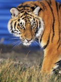 Bengal Tiger Photographic Print by W. Perry Conway