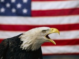 Bald Eagle and American Flag Photographic Print by W. Perry Conway