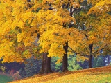 Autumn Foliage at Hoyt Arboretum Photographic Print by Darrell Gulin