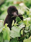 Baby Mountain Gorilla Feeding Photographic Print by Joe McDonald