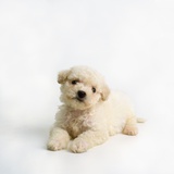 Bichon Frise Puppy Photographic Print by Pat Doyle