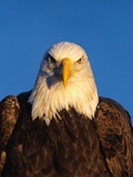 Aigle à tête blanche Photographie par Jeff Vanuga