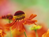 Blooming Sneeze Weed Photographic Print by Darrell Gulin