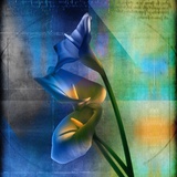 Calla Lilies and Colorful Patterns Photographic Print by Colin Anderson