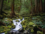 Bach im Sol Duc-Flusstal Fotografie-Druck