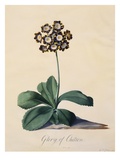 Botanical Print of Glory of Chilton Giclee Print by Johann Wilhelm Weinmann