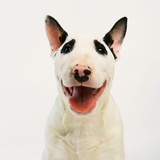 Bull Terrier Photographic Print by Pat Doyle