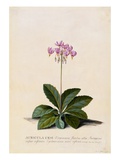 Botanical Print of Shooting Star Giclee Print by Johann Wilhelm Weinmann