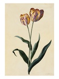Botanical Print of Tulip Giclee Print by Johann Wilhelm Weinmann