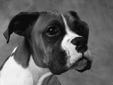 Boxer Puppy Photographic Print by Lawrence Manning