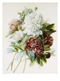 Bouquet of Red, White, and Pink Peonies Giclee Print by Pierre Joseph Redoute