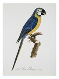 Blue and Gold Macaw Giclee-trykk av Jacques Barraband Blue and Gold Macaw Giclee-trykk av Jacques Barraband