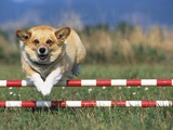 Corgi Jumping over Obstacle at Dog Agility Competition Photographic Print by Chase Swift